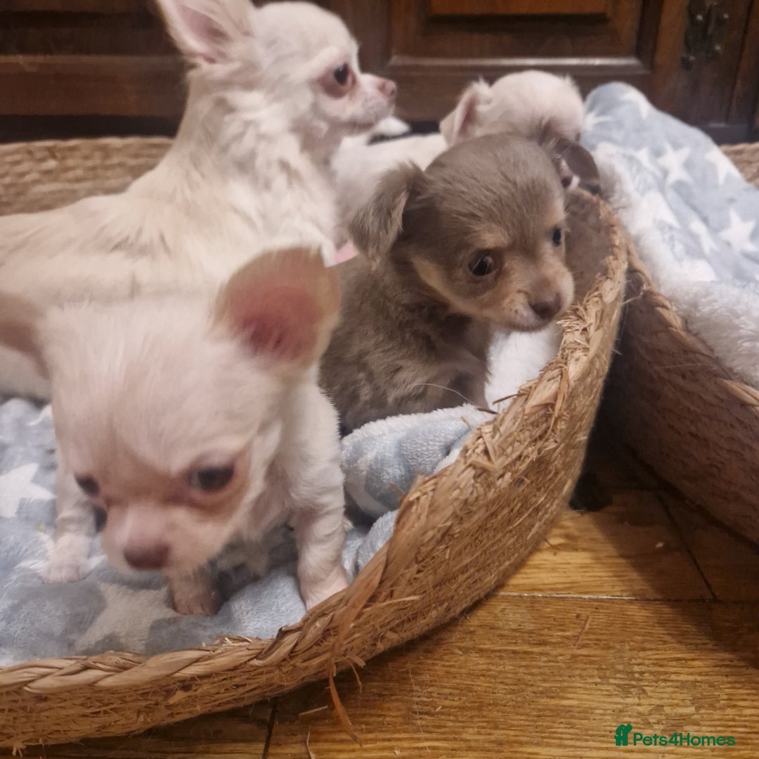 Chihuahua dogs for sale: Long coat chihuahua puppies - Advert 10