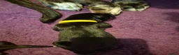 Mixed Breed dogs for sale: Cane corso x collie x ridgeback puppies - Advert 9