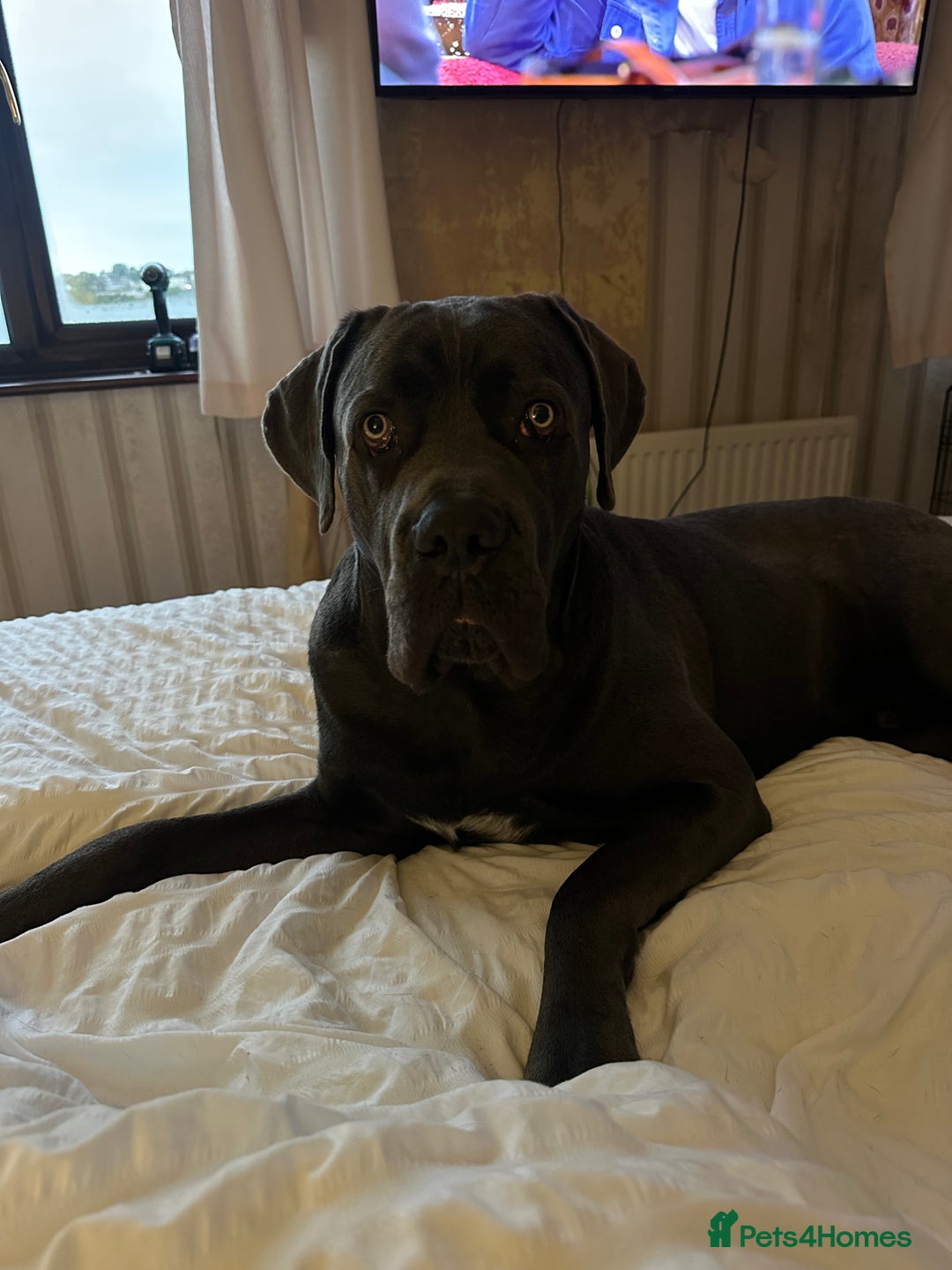 Cane Corso dogs for sale: Reggie Cane corso  - Image 3