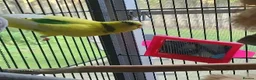 Parrots birds for sale: Premium Hand-Reared Parrots–Reserve Today in Leamington Spa - Advert 5