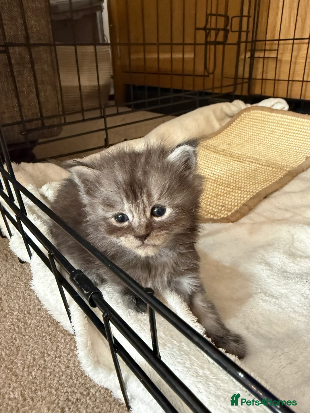 Maine Coon cats for sale: Adorable Pedigree Full Maine Coon Kittens - Advert 2