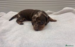 Miniature Dachshund dogs for sale: Mini Dachshund  - Image 5