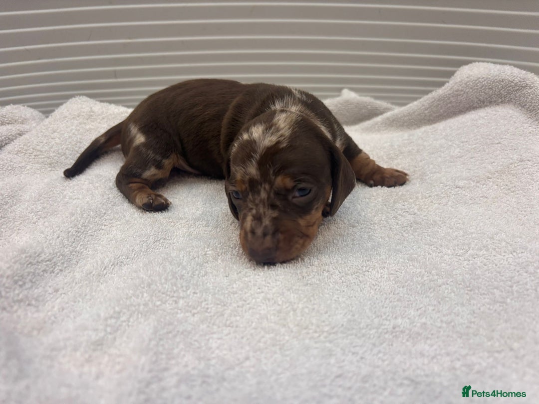 Miniature Dachshund dogs for sale: Mini Dachshund  - Image 5