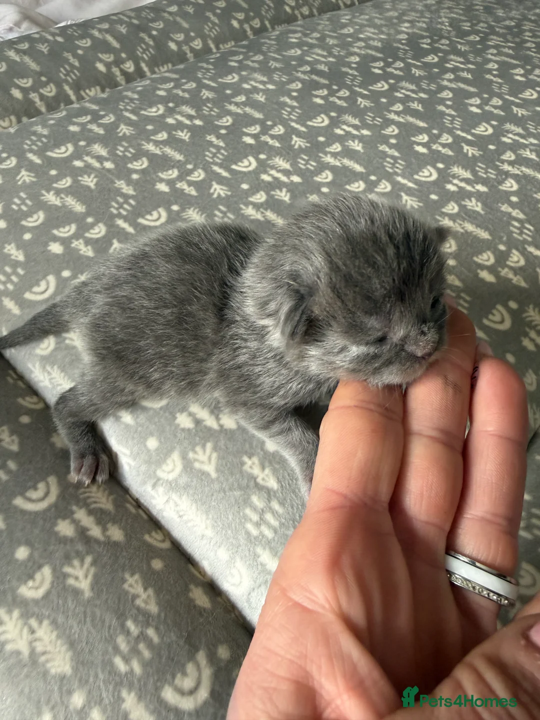 Mixed Breed cats for sale: Maine coon/Scottish fold /point  in Nottingham - Advert 18