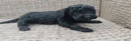 Cockapoo dogs for sale: Teddy cockapoo - Advert 10