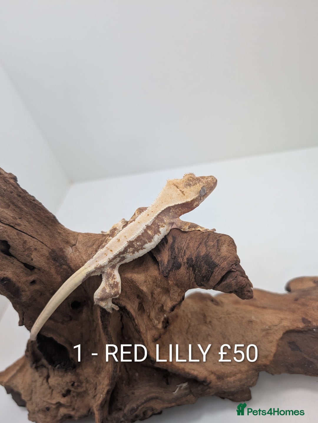 Gecko reptiles for sale: Beautiful baby crested geckos! - Advert 1