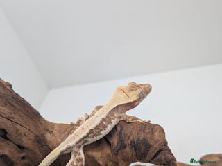Gecko reptiles Beautiful baby crested geckos! - Advert 14