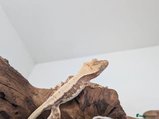 Gecko reptiles Beautiful baby crested geckos! - Advert 10