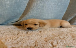 Labrador Retriever dogs for sale: Labrador Puppies - Image 6