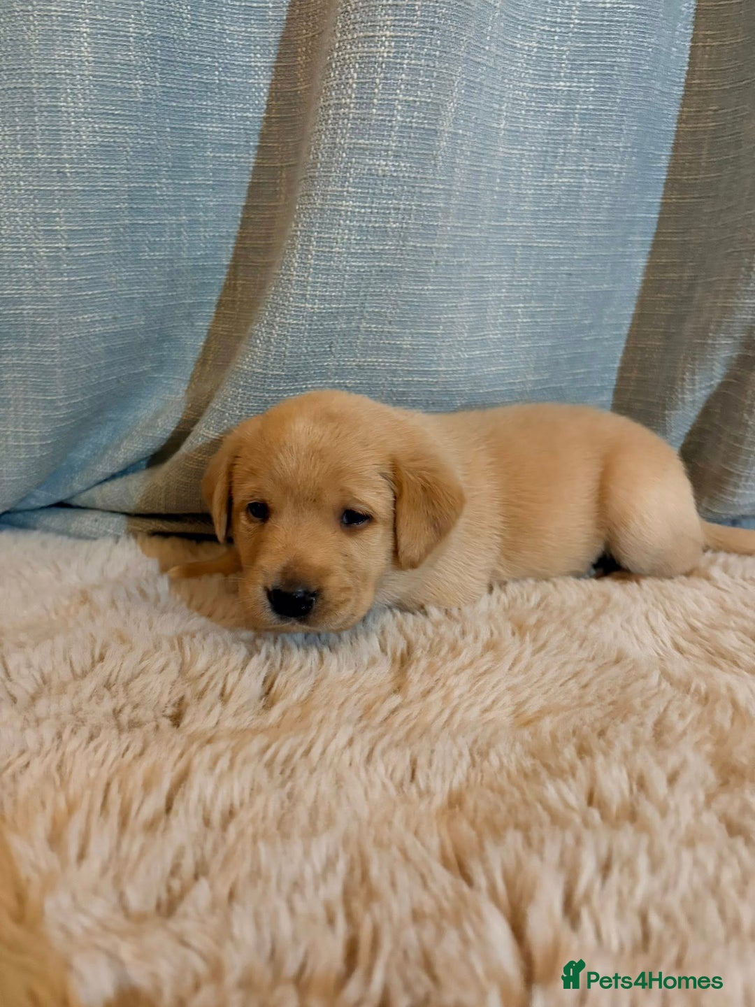 Labrador Retriever dogs for sale: Labrador Puppies - Image 6