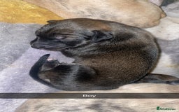 Mixed Breed dogs for sale: Stunning saluki greyhound puppies!  - Image 20