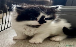 Persian cats for sale: Persian x kittens - Image 26