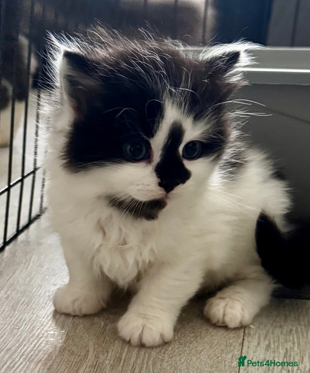 Persian cats for sale: Persian x kittens - Image 26
