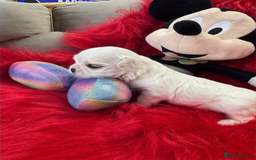 Maltese dogs for sale: 🌟Maltedoll Tiny Korean Maltese KC Reg🌟 - Image 7