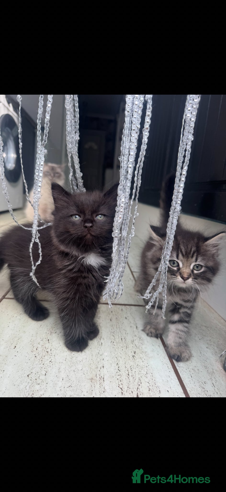 Ragdoll cats for sale: Stunning 1/2 ragdoll babies.  - Advert 7