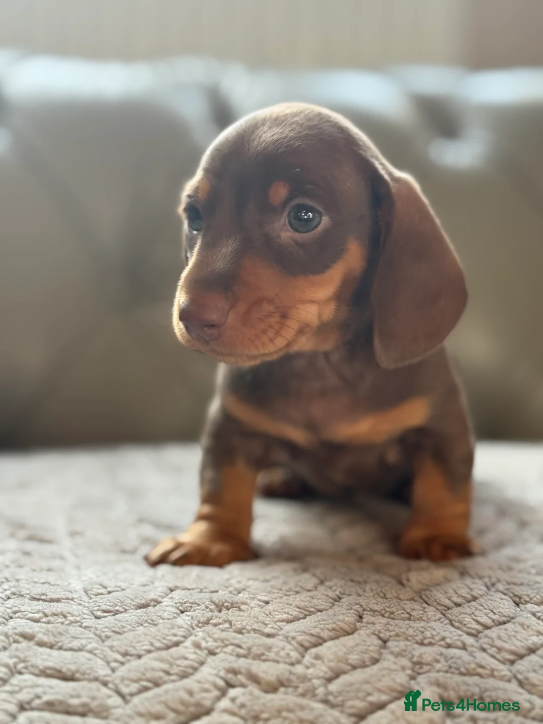 Miniature Dachshund dogs for sale: 🎀 SHOW QUALITY KC REGISTERED MALES AND FEMALES 🎀 - Advert 15