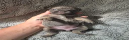 Mixed Breed dogs for sale: Jackawawas  in Bristol - Advert 30