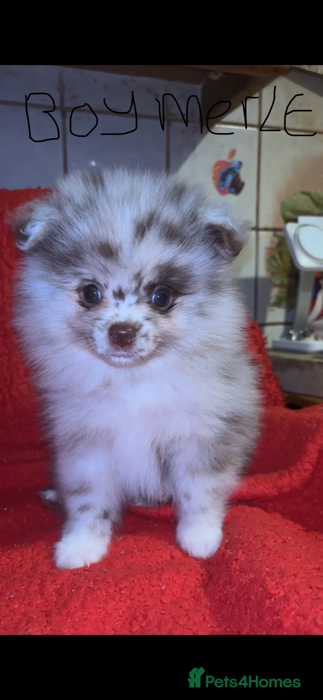 Pomeranian dogs for stud: Beautiful blue eyed Alaskan merle Pomeranian stud in Swansea - Advert 5