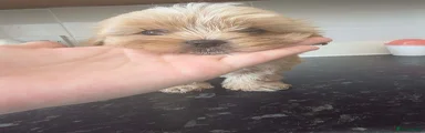 Poppy