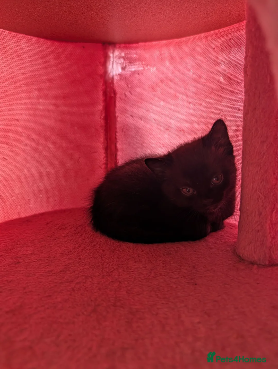 Mixed Breed cats for sale: Kittens for sale  - Advert 2