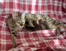 Savannah cats 12 Weeks Old 5*! -Exceptional Quality Tica Registr - Advert 1