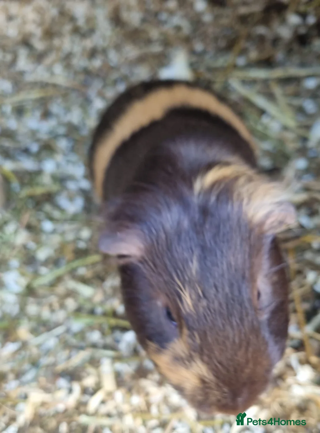 Guinea Pig rodents for sale: 1x male guineapig chocolate and ginger colour  - Advert 4