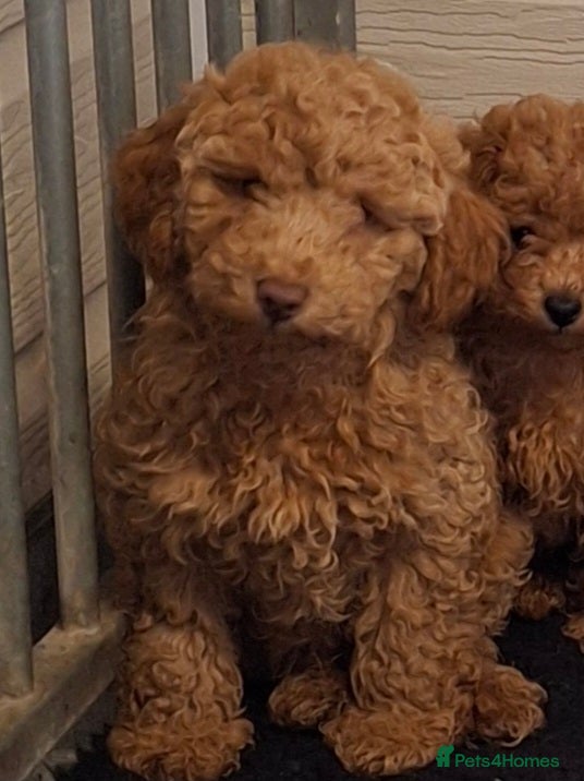 Poodle dogs Minature Poodles - Advert 2