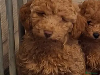 Poodle dogs Minature Poodles - Advert 2