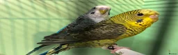 Budgerigars birds for sale: Black wing split to bf/bw pair - Advert 9