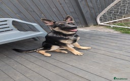 German Shepherd dogs for sale: German shepherd puppy  - Image 4