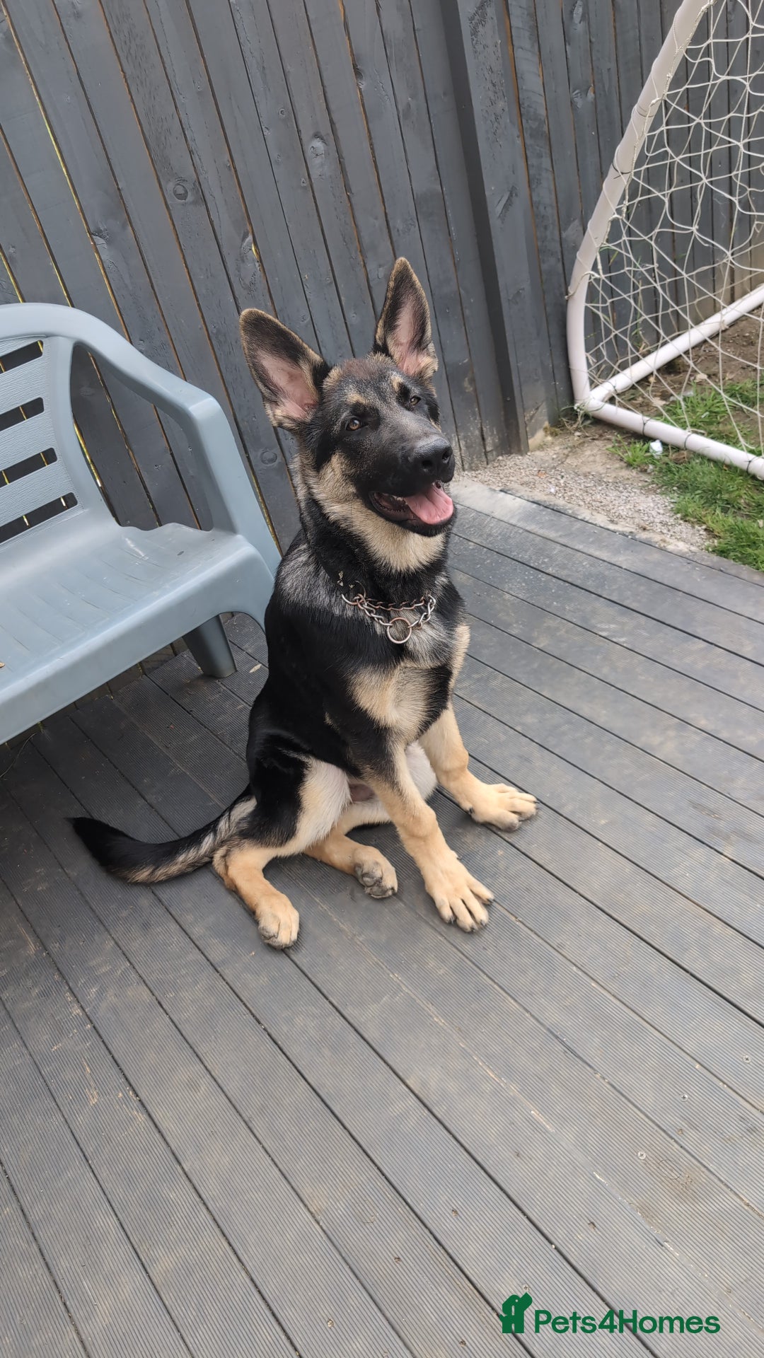 German Shepherd dogs for sale: German shepherd puppy  - Image 4