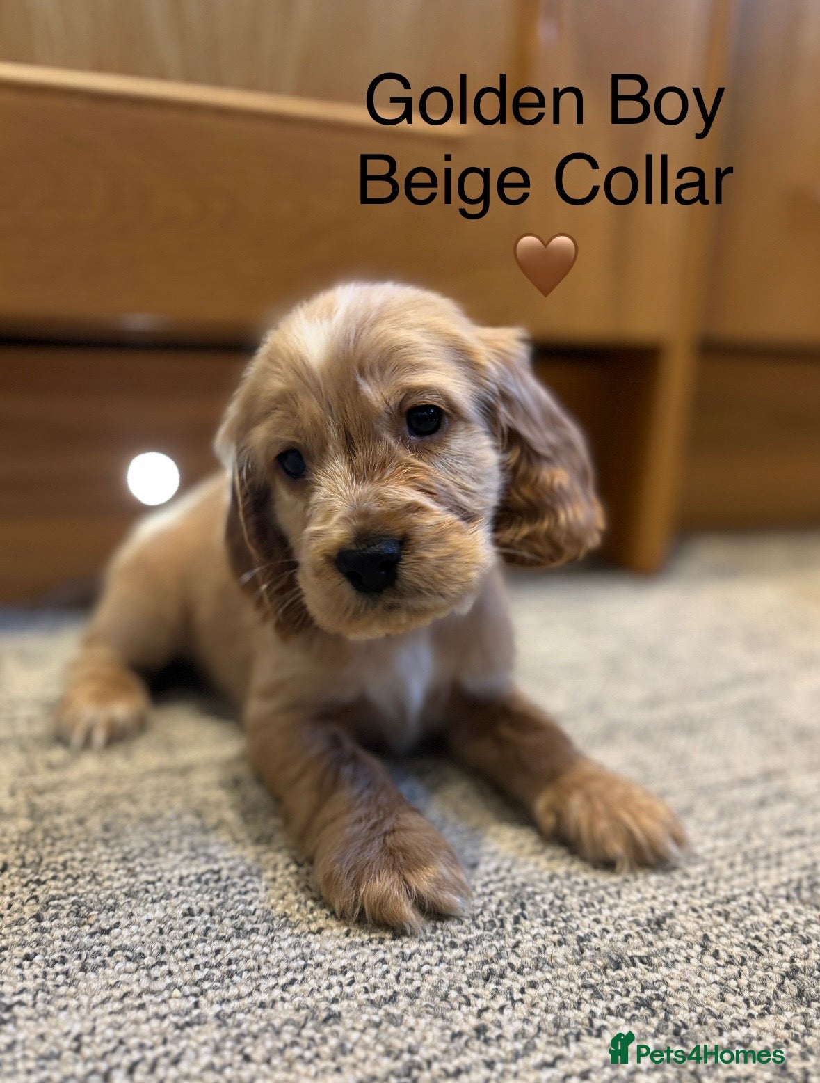 Cocker Spaniel dogs Stunning Show Cocker Spaniel Puppy’s KC Registered - Advert 1