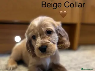 Cocker Spaniel dogs Stunning Show Cocker Spaniel Puppy’s KC Registered - Advert 2