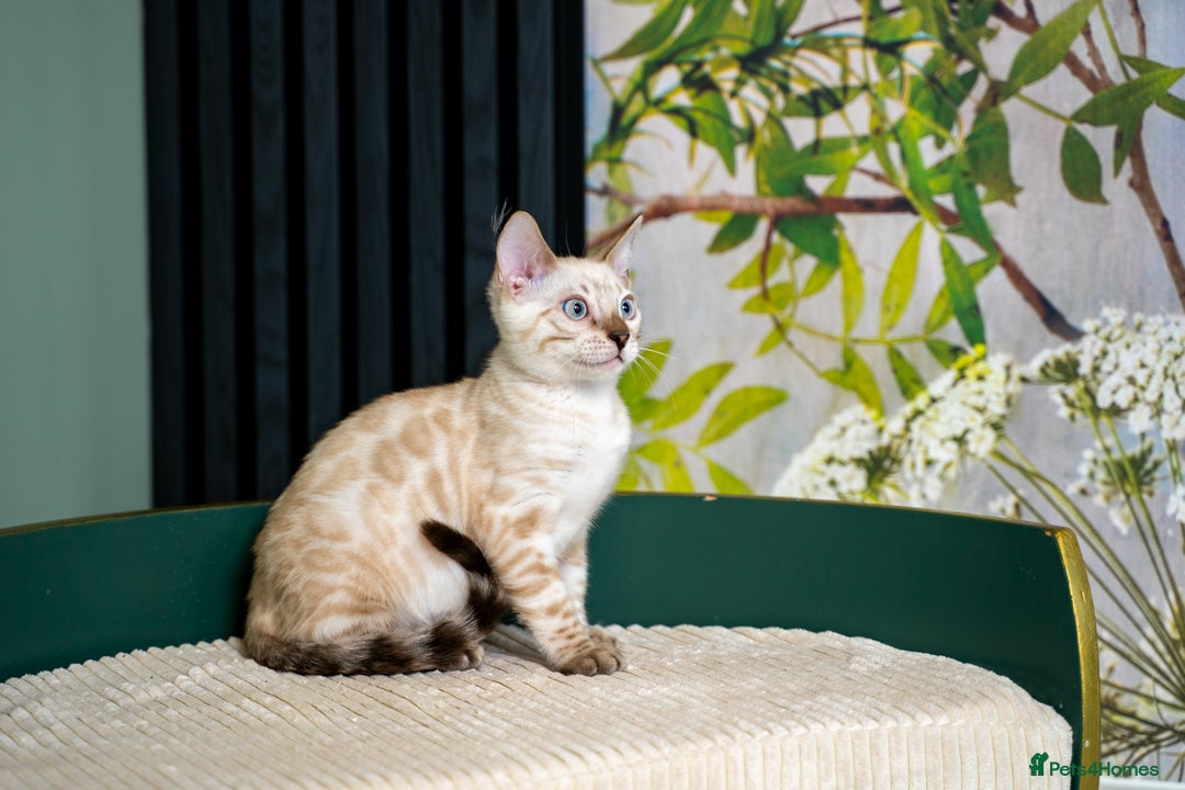 Bengal cats for sale: SNOW LYNX PURE BENGAL BOY-Frankie-Top Personality - Advert 9