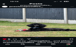 Toy Poodle dogs for stud: Black Toy Poodle  - Image 4
