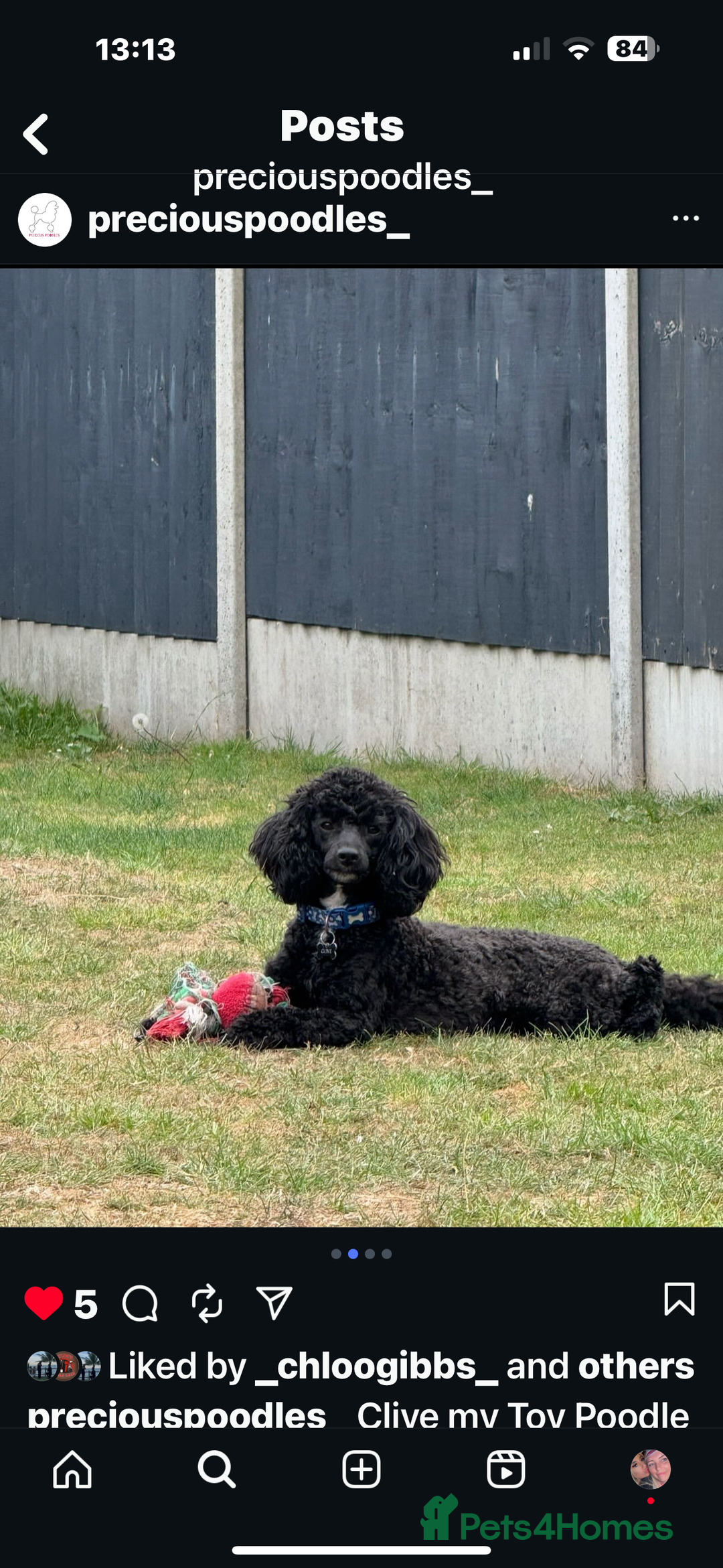 Toy Poodle dogs for stud: Black Toy Poodle  - Image 4