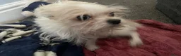 Mixed Breed dogs for sale: Mocha and babychino  - Advert 3
