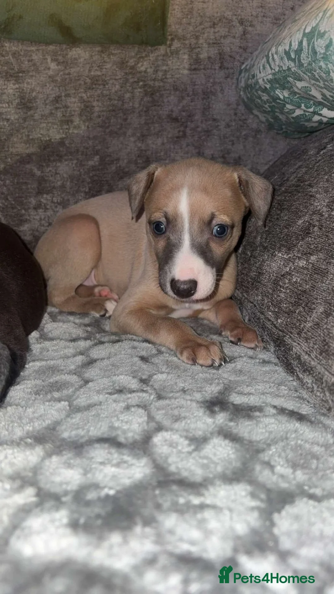 Whippet dogs for sale: Whippet pups - Advert 11