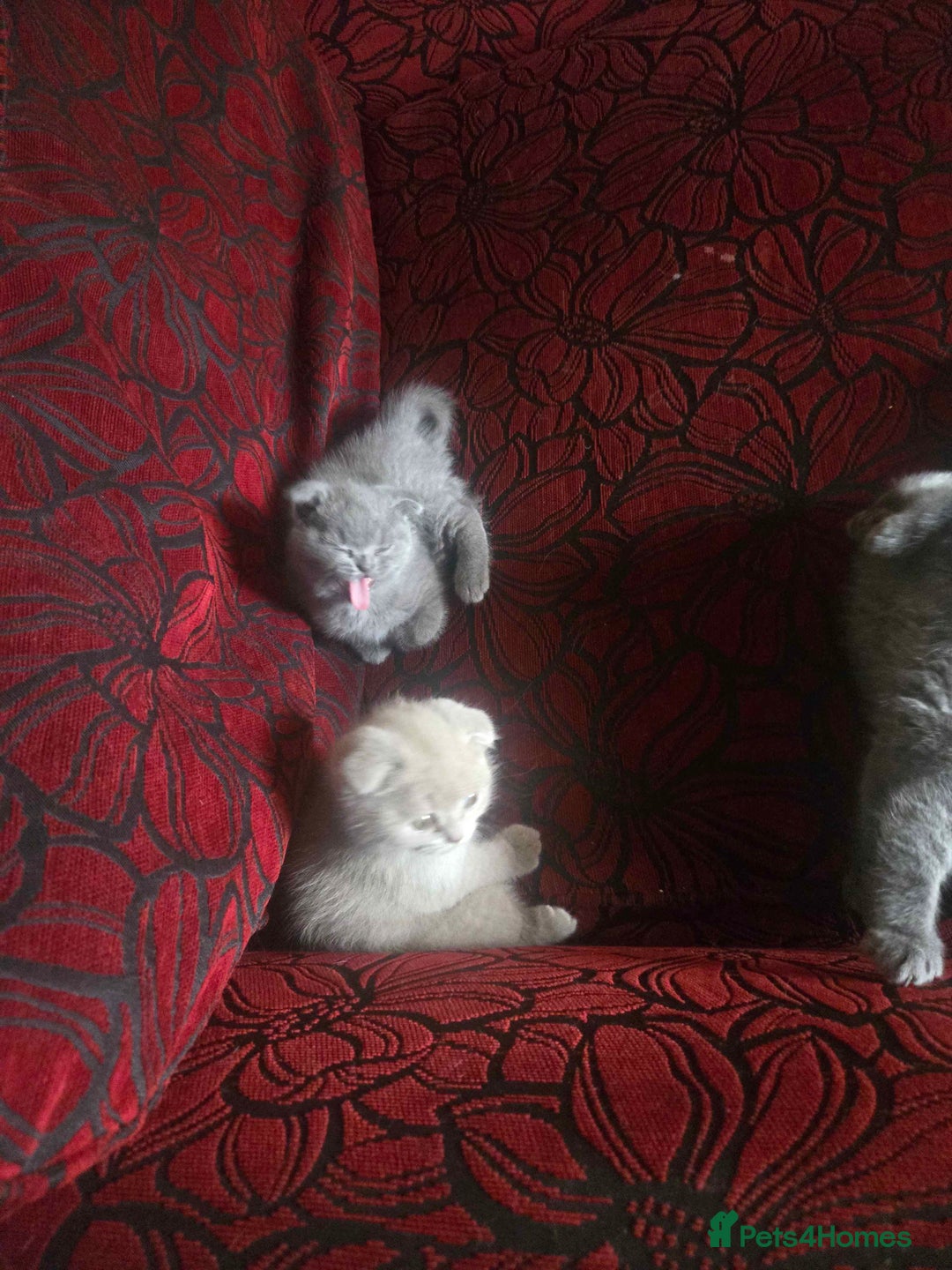 British Shorthair cats for sale: 3 British Blue / Scottish Fold kittens - Image 11