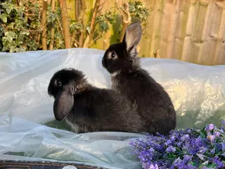 Mini Lop rabbits Early Spring Babies - Advert 1