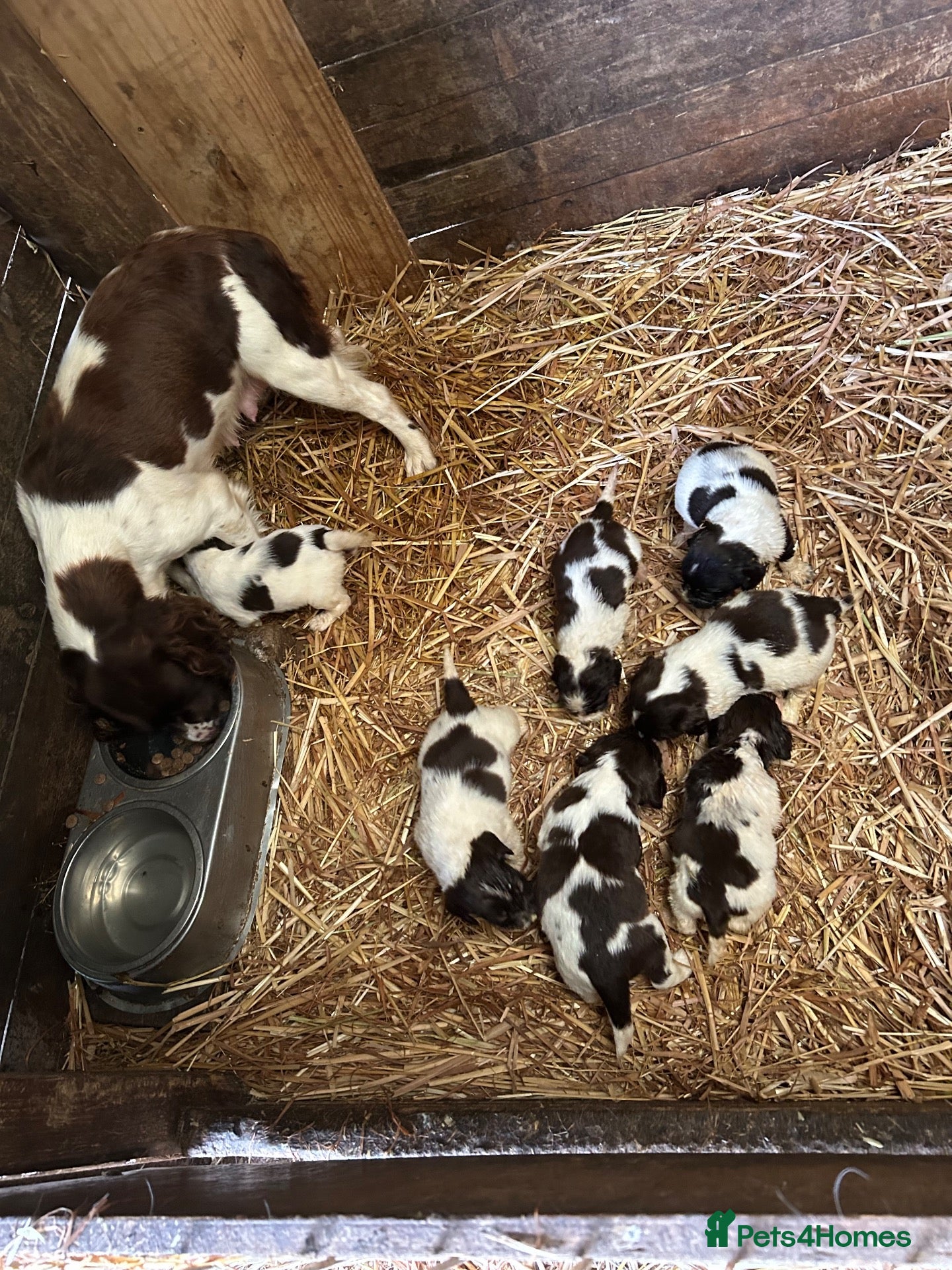 English Springer Spaniel dogs Springer Spaniel Pups - Advert 1