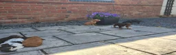 Cocker Spaniel dogs for sale: Cocker Spaniel Puppies  - Advert 2