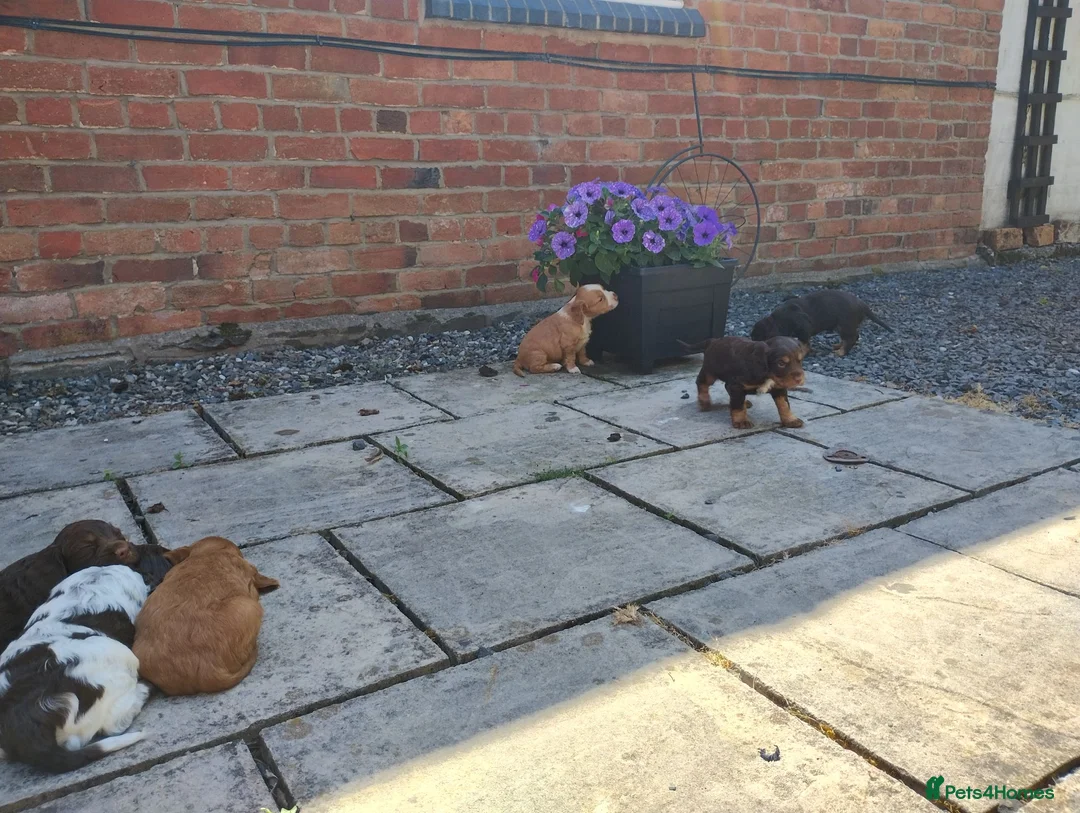Cocker Spaniel dogs for sale: Cocker Spaniel Puppies  - Advert 2