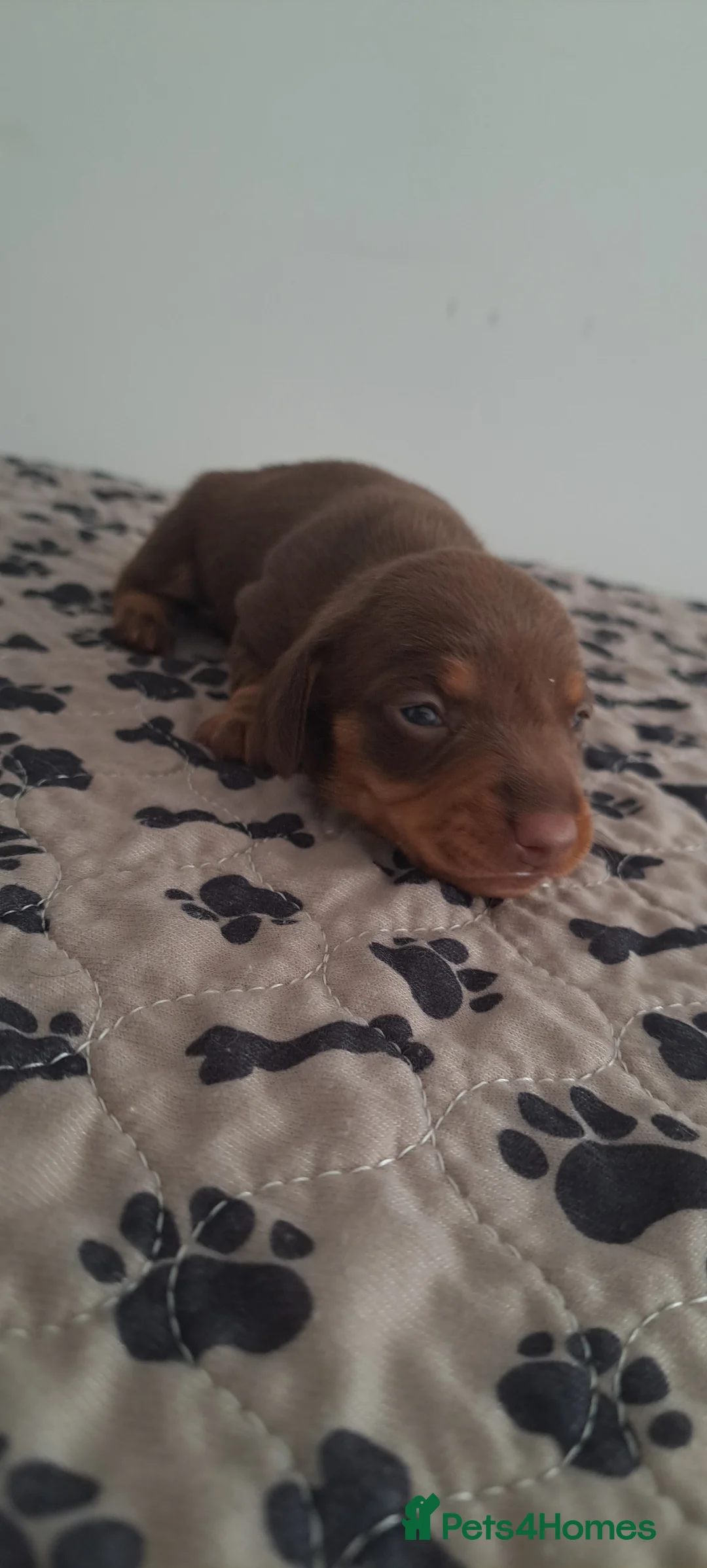 Dachshund dogs for sale: Miniature dachshund 1 girl left - Advert 23