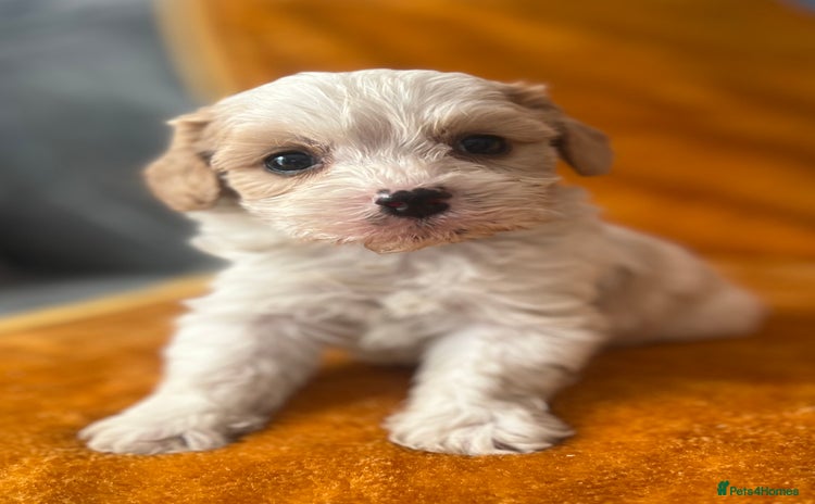 Cavachon dogs - Advert 1