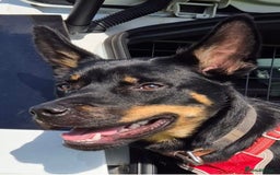 Mixed Breed dogs for sale: Kelpie / Heeler cross - Image 1