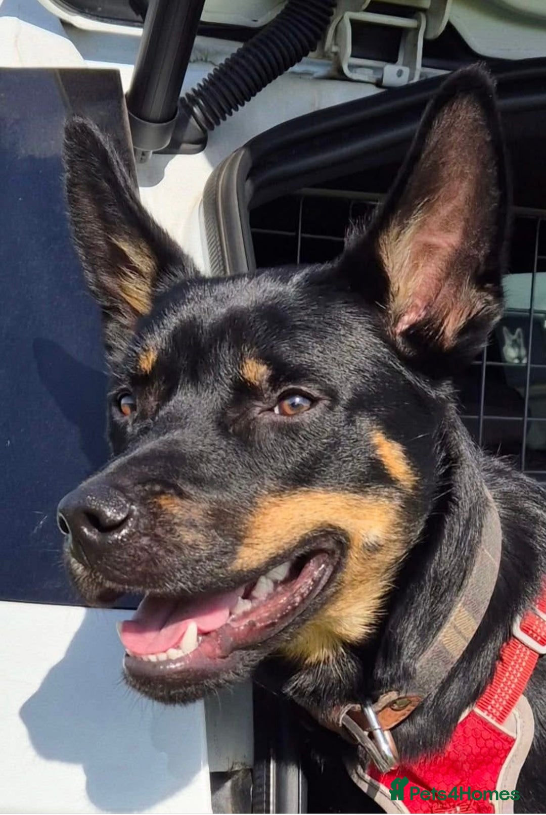 Mixed Breed dogs for sale: Kelpie / Heeler cross - Image 1