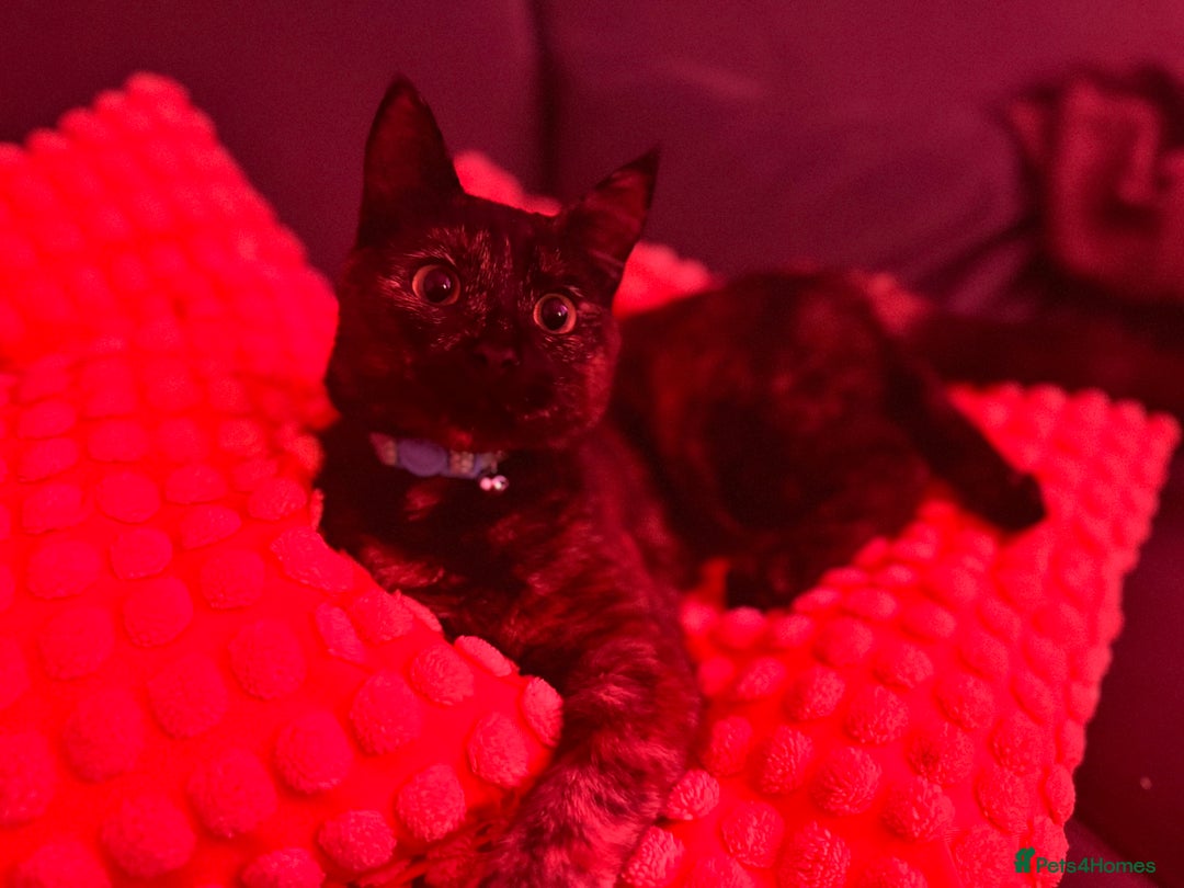 Mixed Breed cats for sale: 7 month old brother & sister looking for new home - Advert 11