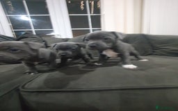 Staffordshire Bull Terrier dogs for sale: blue staffys - Image 2