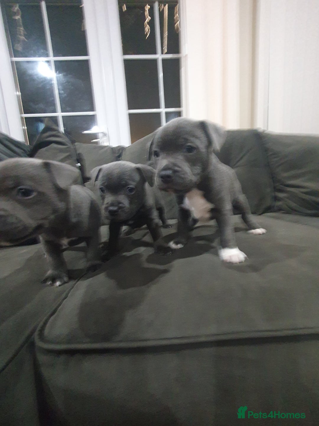 Staffordshire Bull Terrier dogs for sale: blue staffys - Image 2